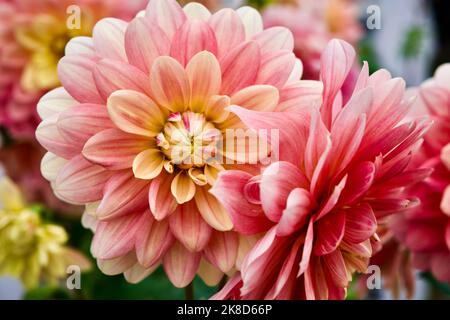 Close-up view of layered, multicolored dahlia flower heads Stock Photo