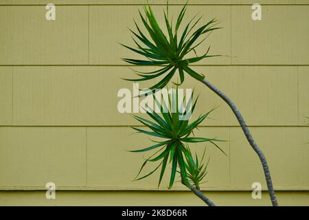 Close-up view of green palm plants in front of a building wall with avocado green colored siding. Stock Photo