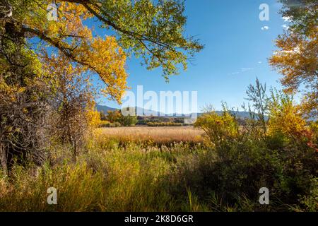 Livingston, Montana, brilliant yellow leaves in October along the Yellowstone River, bright blue skies Stock Photo