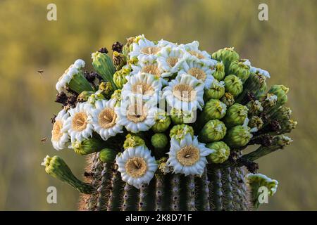 A Saguaro with a crown of flowers is popular with the bees. Stock Photo
