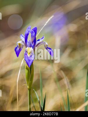 A solitary wild iris in the marshy grass habitat of the White Mountains of Arizona. Stock Photo