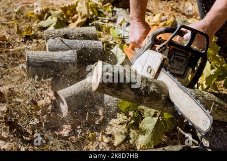 In aftermath of violent hurricane storm, municipal worker cuts down and removes broken uprooted tree from park. Stock Photo