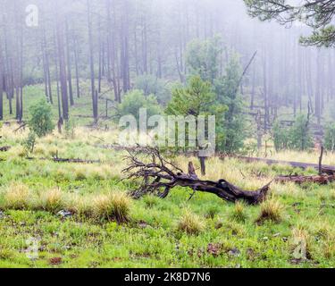 A gnarled fallen tree heightens the mysterious emotion of this forest scene in the White Mountains of east central Arizona. Stock Photo