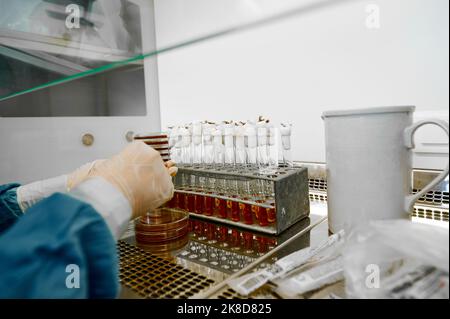 Laboratorian investigates sample in Petri dish at test tubes Stock Photo
