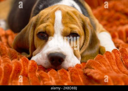 sad beagle puppy. puppy of Beagle dog. Stock Photo