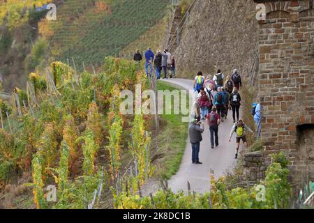 Dernau, Germany. 22nd Oct, 2022. Hikers walk through the vineyards above the village. After the Ahr flood with at least 134 deaths in July 2021, hiking tourism is flourishing again in the river valley - and is helping to finance the reconstruction. Excursionists can still take a break on the last Saturday and Sunday in October on about 15 kilometers on the red wine hiking trail between Marienthal and Altenahr at 15 to 20 specially set up wine and gastronomy stands. (To dpa: 'Hiking for reconstruction' - solidarity with Ahr flood area). Credit: Thomas Frey/dpa/Alamy Live News Stock Photo
