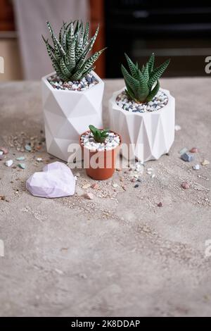 Potted Succulent haworthia Plant in White ceramic Pot Stock Photo