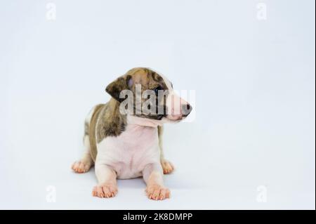 Brindle and white whippet puppy sitting Stock Photo