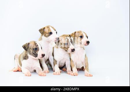 Litter of four Brindle and white whippet puppy sitting Stock Photo