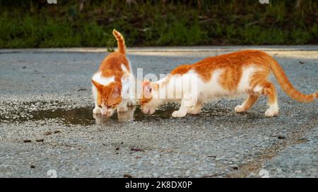 Small Greek Homeless White Red Kittens Drinking From Puddle on Road. Moraitika, Corfu.  Stock Photo