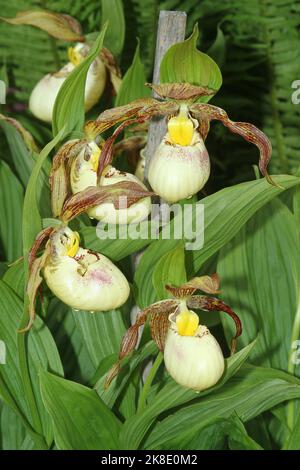 Kentucky best sale lady slipper