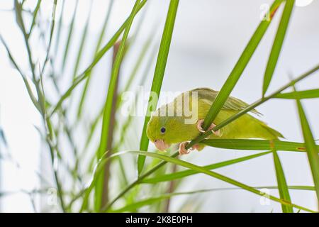 Cute parrot (Forpus passerinus) on a date palm branch. The smallest bird in the parrot family with a green body. Stock Photo