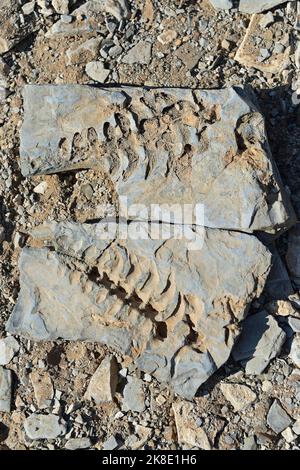 Approx. 300 million year old fossils of Mesosaurus tenuidens near Keetmanshoop, Namibia Stock Photo