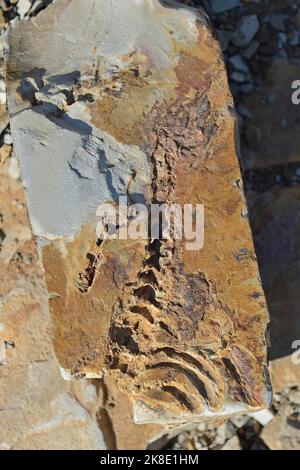 Approx. 300 million year old fossils of Mesosaurus tenuidens near Keetmanshoop, Namibia Stock Photo