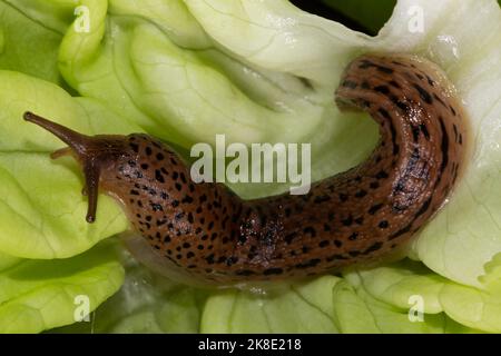Tiger angel sitting on green lettuce leaf left sighted Stock Photo