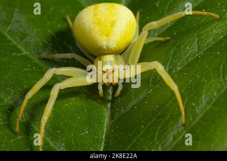 Variable crab spider yellow spider with spread legs sitting on green leaf from the front Stock Photo