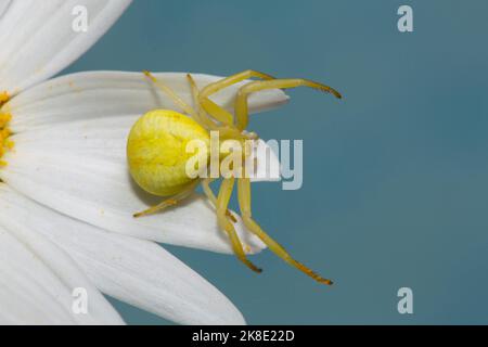 Variable crab spider yellow spider with legs spread sitting on white flower right seeing against blue sky Stock Photo