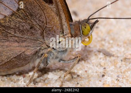 Small Schiller butterfly head portrait with curled proboscis looking right Stock Photo