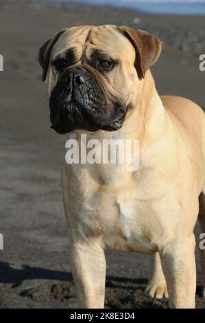 Bullmastiff purebred dog standing on sand in the beach Stock Photo