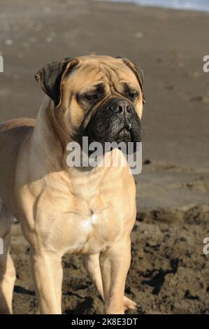 Bullmastiff purebred dog standing on sand in the beach Stock Photo