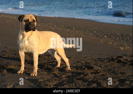 Bullmastiff purebred dog standing on sand in the beach Stock Photo