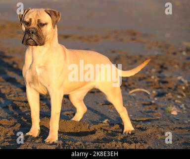 Bullmastiff purebred dog standing on sand in the beach Stock Photo