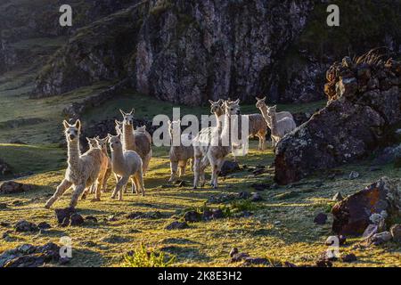 Herd of alpacas (Vicugna pacos) leaving their enclosure in the first morning light, Andes, Ollantaytambo, Urubamba Valley, near Cusco, Peru, South Stock Photo