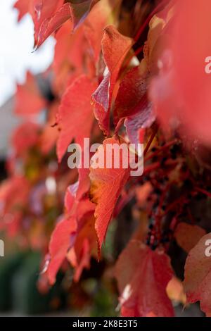 Waning summer leaves turning red in Autumn. Stock Photo