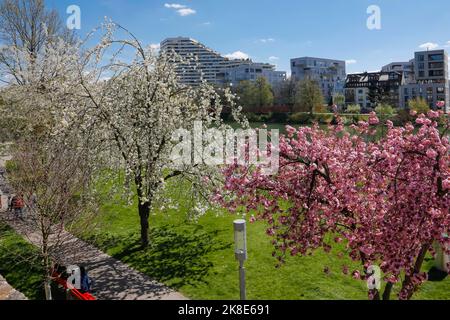 Trees in blossom on the Danube, spring flowers, path, view of Neu-Ulm, high-rise building, building, Ulm, Baden-Wuerttemberg, Germany Stock Photo