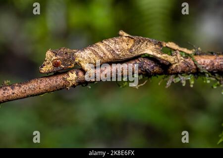 Flat-tailed gecko (Uroplatus fivehy), Marojejy, Madagascar Stock Photo