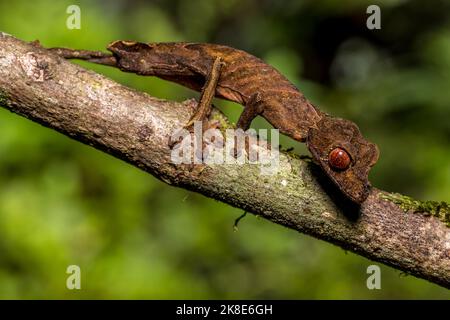 Flat-tailed gecko (Uroplatus fivehy), Marojejy, Madagascar Stock Photo