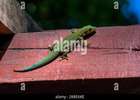 Striped day gecko (Phelsuma dorsivittata), Montagne d Ambre, Madagascar Stock Photo