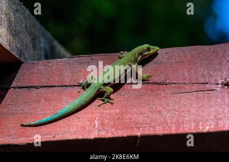 Striped day gecko (Phelsuma dorsivittata), Montagne d Ambre, Madagascar Stock Photo