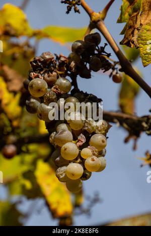 Dry grapes due to lack of rain during a drought Stock Photo