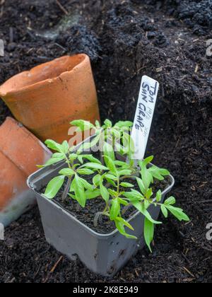 Tomato seedlings in pots Stock Photo