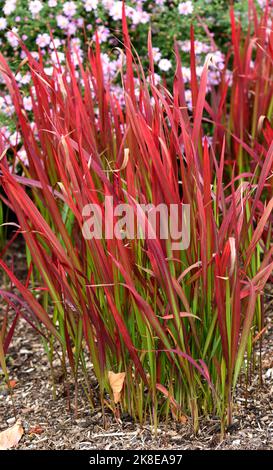 The red leaves of Japanese Blood grass. Stock Photo