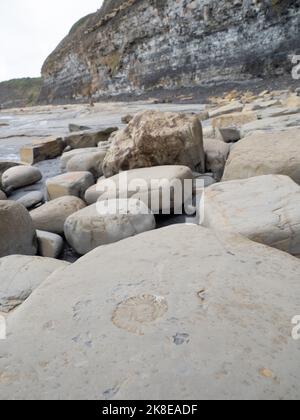 Ammonite fossile and seaweed, Kimmeridge Bay Stock Photo