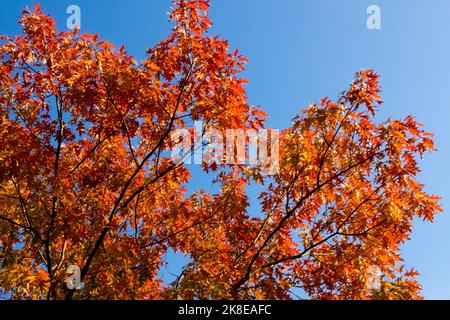 Pin oak tree Autumn, Quercus palustris Pin oak Colourful, Foliage, Swamp Oak autumn Stock Photo