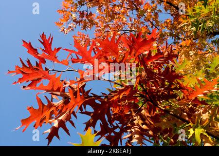 Red, Autumn Leaves, Pin Oak, Quercus palustris Swamp Oak autumn Deciduous tree Stock Photo