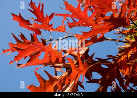 Pin oak leaves autumn Red, Quercus palustris, Oak, Foliage Stock Photo