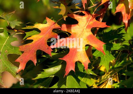 Pin Oak, Leaves, Oak, Quercus palustris, Swamp Oak, Branch, Autumnal, Colour, Foliage Stock Photo