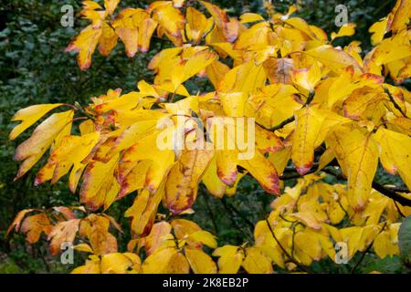 Sassafras albidum Tree Autumn, Tea Tree, Sassafras, Autumnal, Leaves on Branches Sassafras tree foliage Deciduous tree Stock Photo