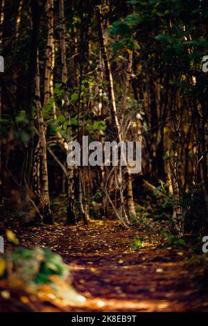 Woodland path - Sherwood Forest, England Stock Photo