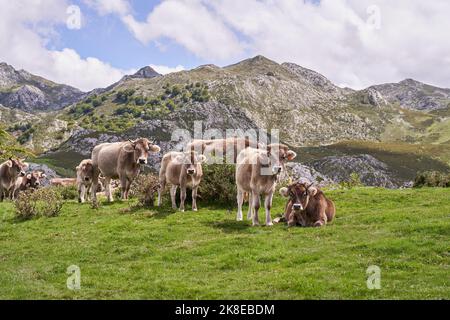 Cows grazing on a Field in Summertime - Landscape of farm animals in a meadow with grass covered with dewdrops and morning, and in the background Stock Photo