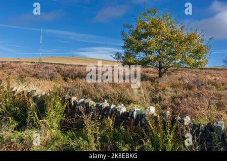 A lone tree survives the rigours of life on Winter Hill on the West Pennine moors near Horwich.The Winter Hill television transmitter aerial is in the Stock Photo