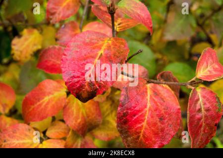 Viburnum carlesii 'Aurora' Koreanspice Viburnum, Autumn, Leaves Shrub on Branch Stock Photo