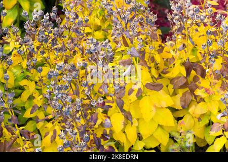 Platycodon, Balloon flower, Autumn, Japanese Bellflower, Foliage Platycodon 'Astra White'  seed heads, pods Stock Photo