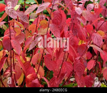 Closeup of the vibrant autumn foliage of Siberian Dogwood. Stock Photo
