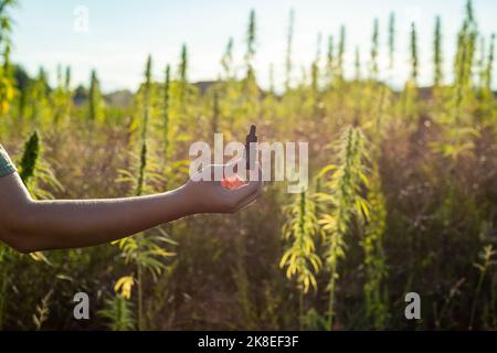Hand holding pipette bottle filled with hemp seed oil at the cannabis plantation for medicinal use. Stock Photo