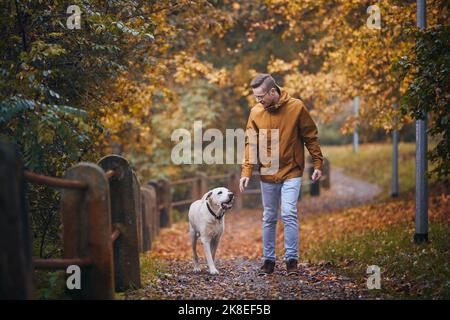 Man with dog during autumn day. Pet owner walking on footpath with his loyal labrador retriever. Stock Photo